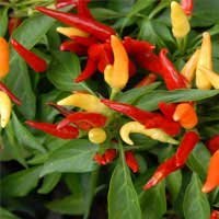 Capsicum